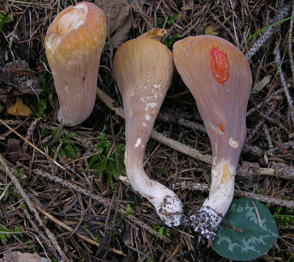 Clavariadelphus truncatus(Qulet) Donk